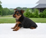 Small #4 Yorkshire Terrier