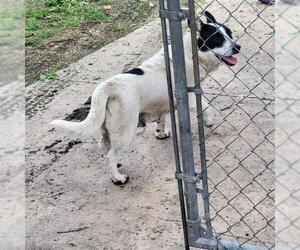 Cardigan Welsh Corgi-Unknown Mix Dogs for adoption in San Antonio, TX, USA