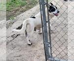Small Cardigan Welsh Corgi Mix