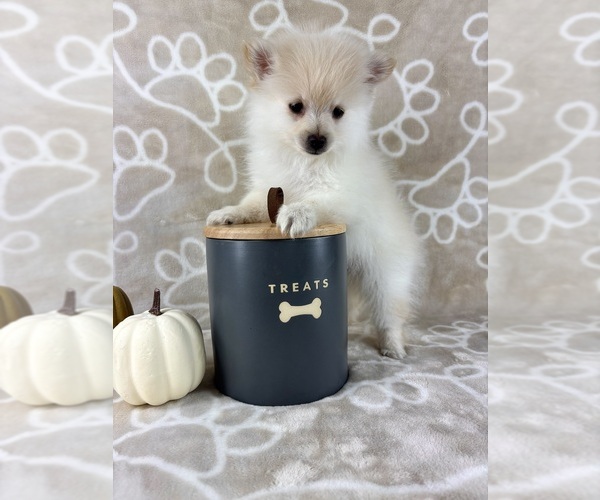 Medium Photo #1 Pomeranian Puppy For Sale in INDIANAPOLIS, IN, USA