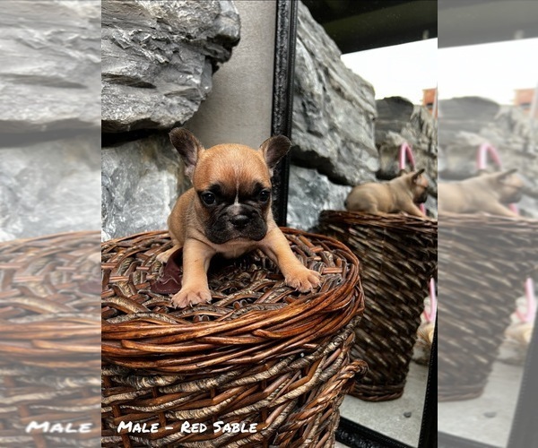 Medium Photo #3 French Bulldog Puppy For Sale in North York, Ontario, Canada