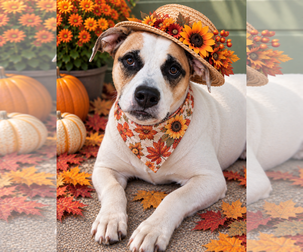 Medium Photo #1 Labrador Retriever-Red Heeler Mix Puppy For Sale in Mt. Laurel, NJ, USA