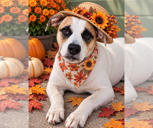 Labrador Retriever-Red Heeler Mix Dogs for adoption in Mt. Laurel, NJ, USA
