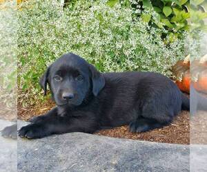 Belgian Malinois-Labrador Retriever Mix Puppy for sale in NEW PROVIDENCE, PA, USA