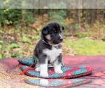 Small Photo #3 Siberian Husky Puppy For Sale in WESTHAMPTON, MA, USA