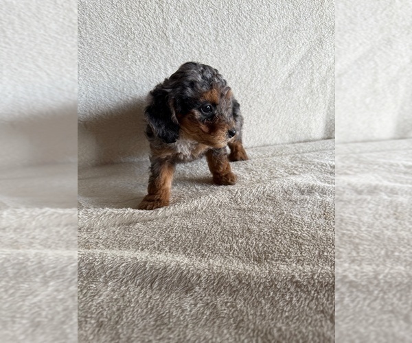 Medium Photo #6 Poodle (Miniature) Puppy For Sale in MUNFORDVILLE, KY, USA