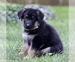 Small #4 German Shepherd Dog