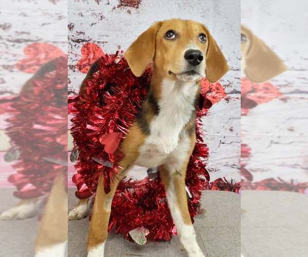 Medium Photo #13 Beagle-Unknown Mix Puppy For Sale in Las Vegas, NV, USA