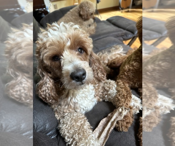 Medium Photo #6 Goldendoodle (Miniature) Puppy For Sale in BELCHERTOWN, MA, USA