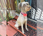 Small #5 Poodle (Standard) Mix