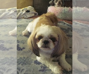 Mother of the Shih Tzu puppies born on 07/12/2025