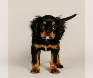 Cavalier King Charles Spaniel Puppy for sale in LEESVILLE, LA, USA