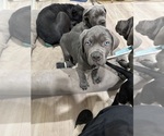 Small #14 Cane Corso