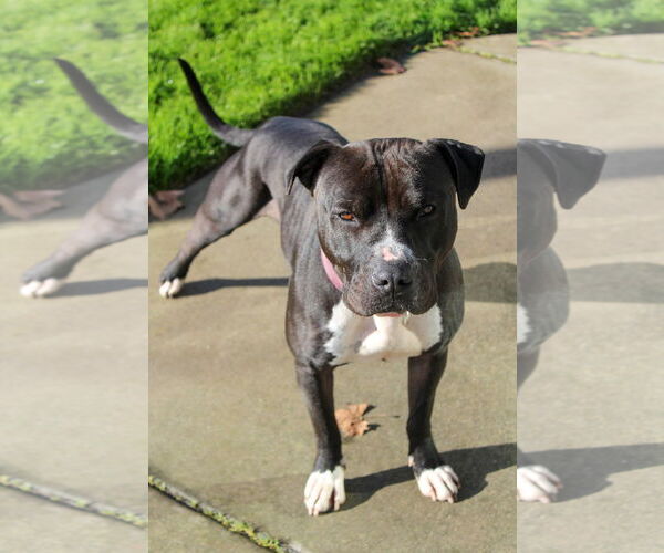 Medium Photo #1 American Pit Bull Terrier Puppy For Sale in Petaluma, CA, USA