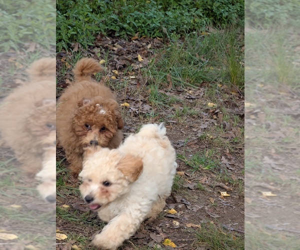Medium Photo #4 Silkypoo Puppy For Sale in STAR, NC, USA
