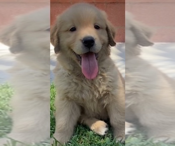 Medium Photo #1 Golden Retriever Puppy For Sale in SANTA ANA, CA, USA