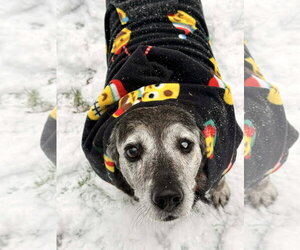 Labrador Retriever-Unknown Mix Dogs for adoption in Arlington, VA, USA