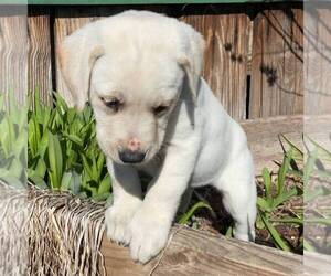 Labrador Retriever Puppy for sale in BLANCHE, NC, USA