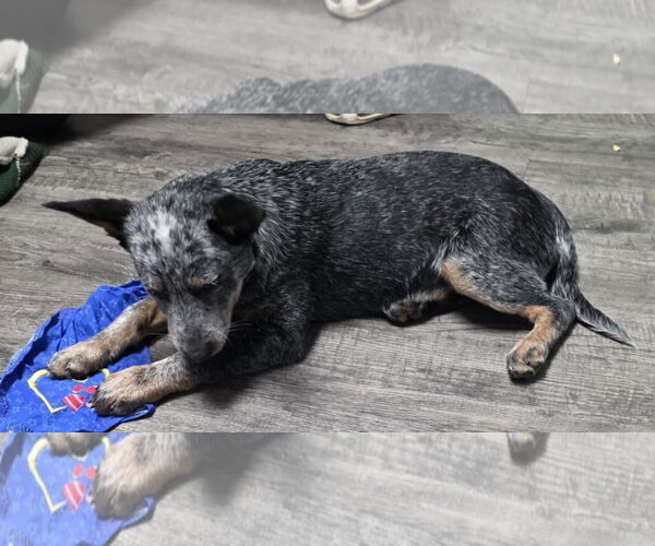 Medium Photo #2 Mutt Puppy For Sale in Rockaway, NJ, USA