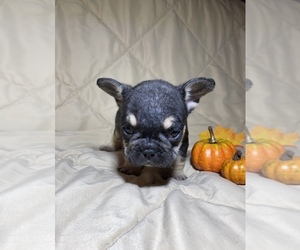 French Bulldog Puppy for sale in FORT WORTH, TX, USA