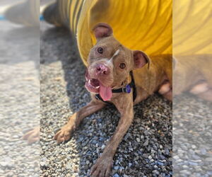 American Staffordshire Terrier Dogs for adoption in Sayreville, NJ, NJ, USA