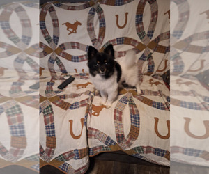 Pomeranian Puppy for sale in SPOTSYLVANIA, VA, USA