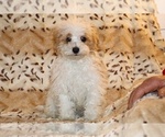 Small #1 Goldendoodle (Miniature)
