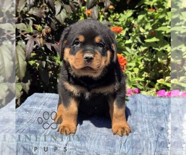 Medium Photo #1 Rottweiler Puppy For Sale in SHIPPENSBURG, PA, USA