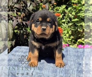 Rottweiler Puppy for Sale in SHIPPENSBURG, Pennsylvania USA