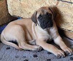 Puppy Yellow Girl Mastiff
