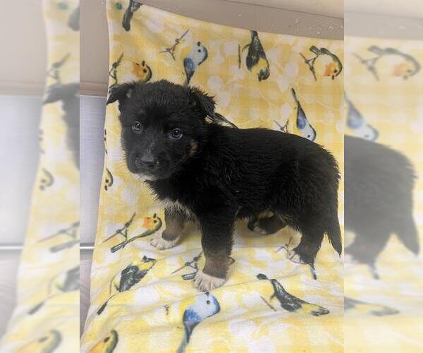 Medium Photo #1 Border Collie-Unknown Mix Puppy For Sale in HESPERIA, CA, USA