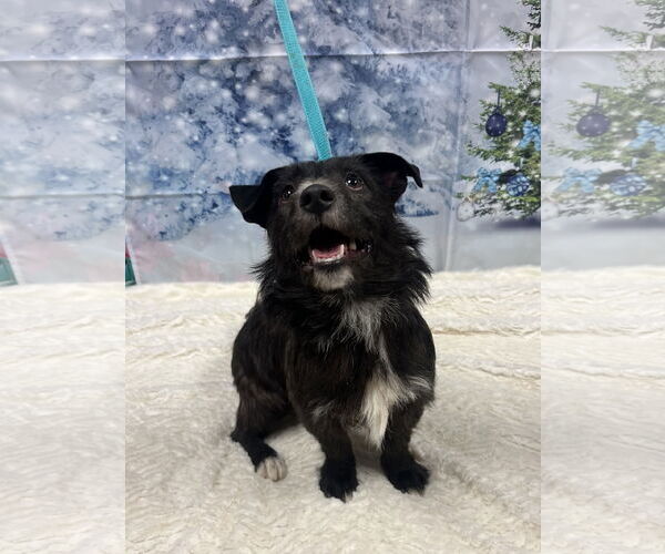 Medium Photo #1 Mutt Puppy For Sale in Euless, TX, USA