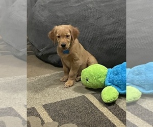 Golden Retriever Puppy for sale in BAYARD, NE, USA