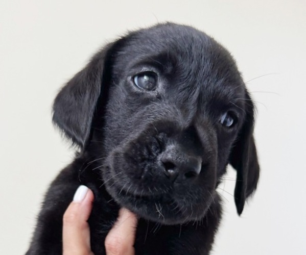 Medium Photo #2 Labrador Retriever Puppy For Sale in ENCINITAS, CA, USA