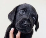 Small #1 Labrador Retriever