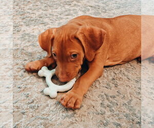 Unknown-Vizsla Mix Dogs for adoption in Sanford, FL, USA