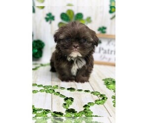 Shih Tzu Puppy for sale in LIBERTY, TX, USA