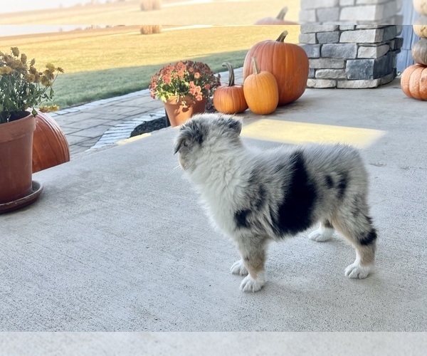 Medium Photo #7 Australian Shepherd Puppy For Sale in LODA, IL, USA