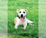 Small #4 American Pit Bull Terrier Mix