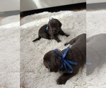 Small #4 Labrador Retriever