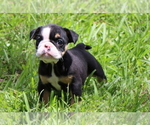 Small Photo #16 Bulldog Puppy For Sale in WINNSBORO, TX, USA