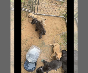 Cane Corso Dog for Adoption in ATLANTA, Georgia USA
