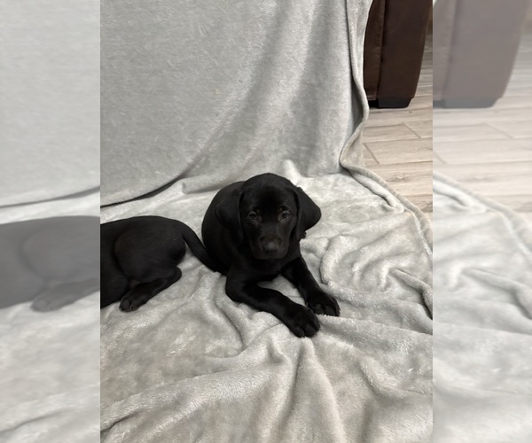 Medium Photo #9 Labrador Retriever Puppy For Sale in SIERRA VISTA, AZ, USA
