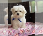 Small Photo #16 Maltese Puppy For Sale in RALEIGH, NC, USA