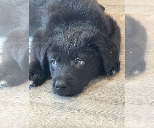 Medium Photo #3 Labrador Retriever-Unknown Mix Puppy For Sale in San Diego, CA, USA