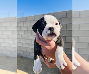 Olde English Bulldogge Puppy for sale in BAKERSFIELD, CA, USA