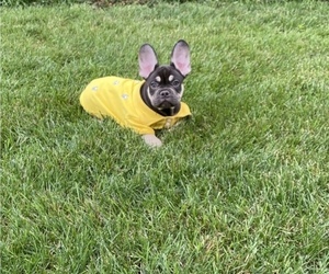 French Bulldog Puppy for sale in CHICAGO, IL, USA
