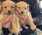 Small Photo #4 Goldendoodle (Miniature) Puppy For Sale in LINWOOD, MI, USA