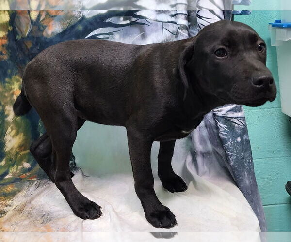 Medium Photo #2 Bulldog-Labrador Retriever Mix Puppy For Sale in Wetumpka, AL, USA