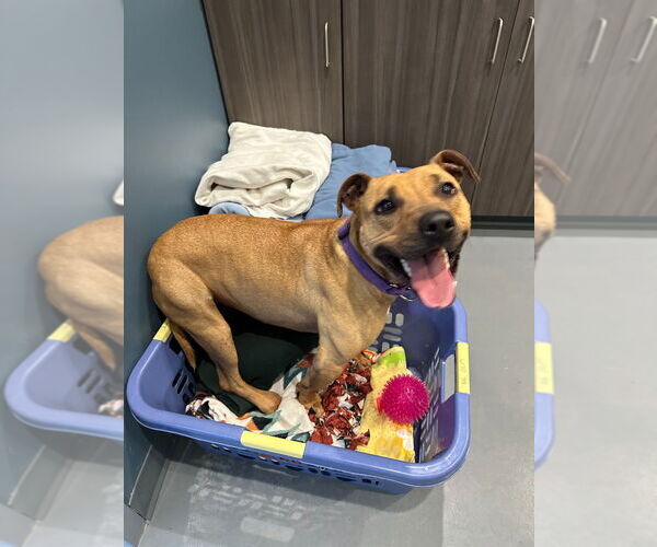 Medium Photo #2 Mutt Puppy For Sale in South Bend, IN, USA